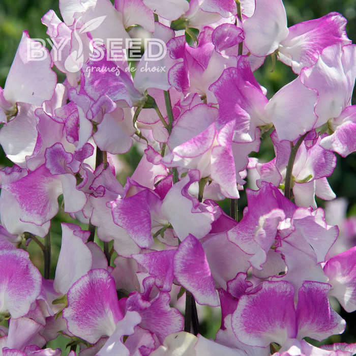 Pois de Senteur Spencer Pulsar