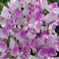 Pois de Senteur Spencer Pulsar