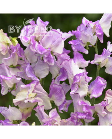 Pois de Senteur Spencer Pulsar