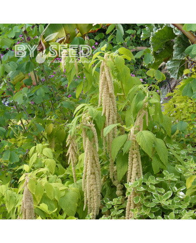Amarante queue-de-renard Green Cascade (Viridis)