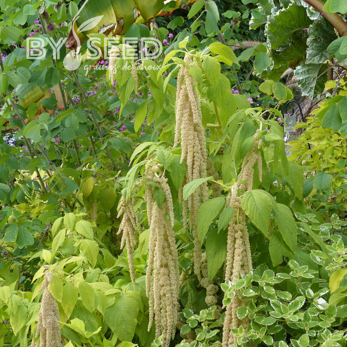 Amarante queue-de-renard Green Cascade (Viridis)