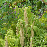 Amarante queue-de-renard Green Cascade (Viridis)