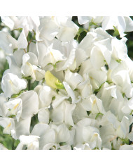 Pois de senteur Spring Sunshine On the beach pastel mix