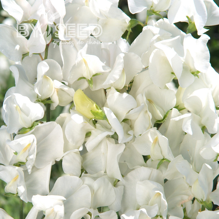 Pois de Senteur Spencer Royal Wedding