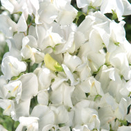 Pois de Senteur Spencer Royal Wedding