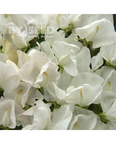 Pois de Senteur Spencer Royal Wedding