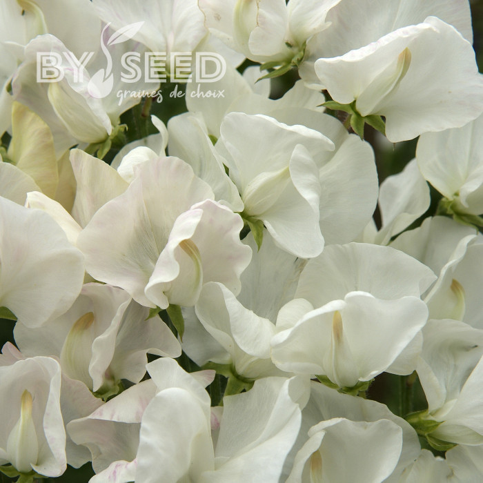 Pois de Senteur Spencer Royal Wedding