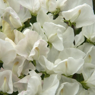 Pois de Senteur Spencer Royal Wedding