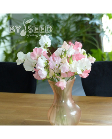 Pois de senteur Spring Sunshine On the beach pastel mix