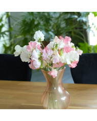 Pois de senteur Spring Sunshine Above the Clouds Mix