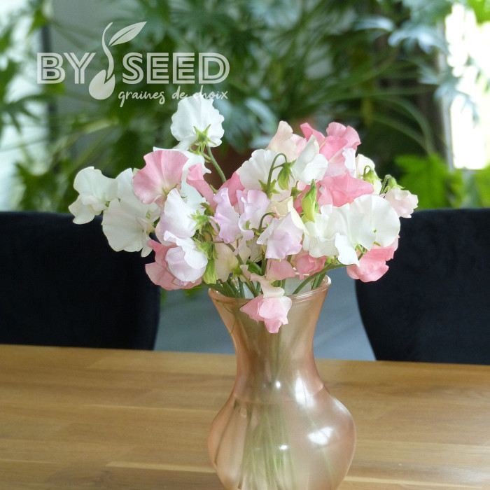 Pois de senteur Spring Sunshine On the beach pastel mix