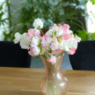 Pois de senteur Spring Sunshine On the beach pastel mix