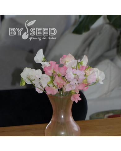 Pois de senteur Spring Sunshine On the beach pastel mix