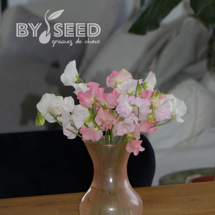 Pois de senteur Spring Sunshine On the beach pastel mix