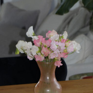 Pois de senteur Spring Sunshine On the beach pastel mix