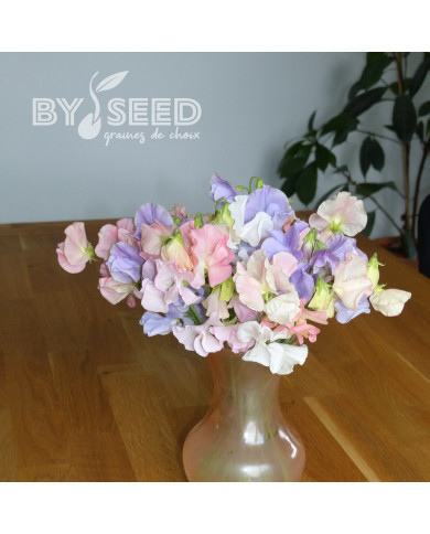 Pois de senteur Spring Sunshine Above the Clouds Mix