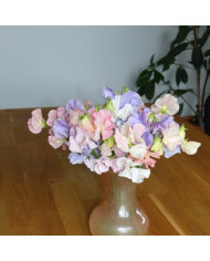 Pois de senteur Spring Sunshine Burgundy