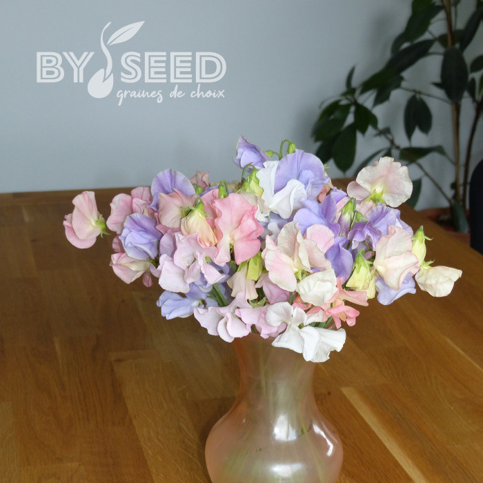 Pois de senteur Spring Sunshine Above the Clouds Mix