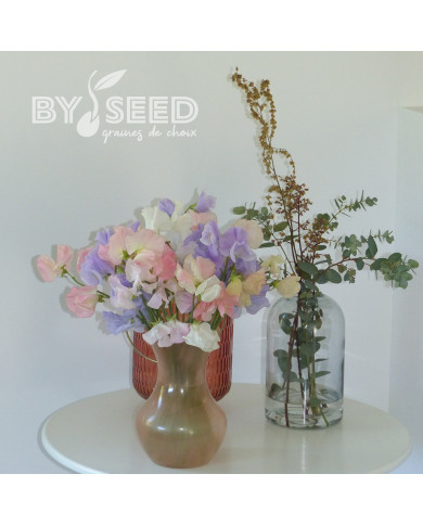 Pois de senteur Spring Sunshine Above the Clouds Mix