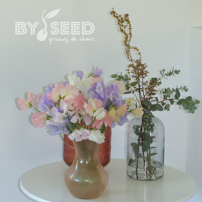 Pois de senteur Spring Sunshine Above the Clouds Mix