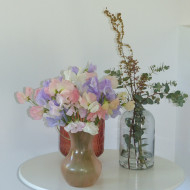 Pois de senteur Spring Sunshine Above the Clouds Mix