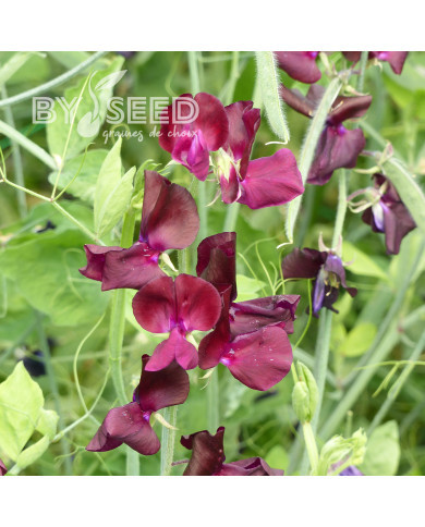 Pois de senteur Spring Sunshine Burgundy