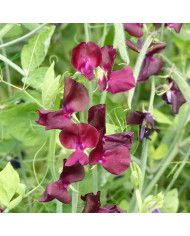 Pois de senteur Spring Sunshine Above the Clouds Mix