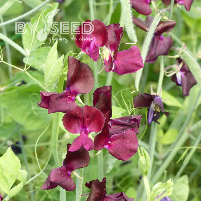 Pois de senteur Spring Sunshine Burgundy