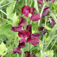 Pois de senteur Spring Sunshine Burgundy