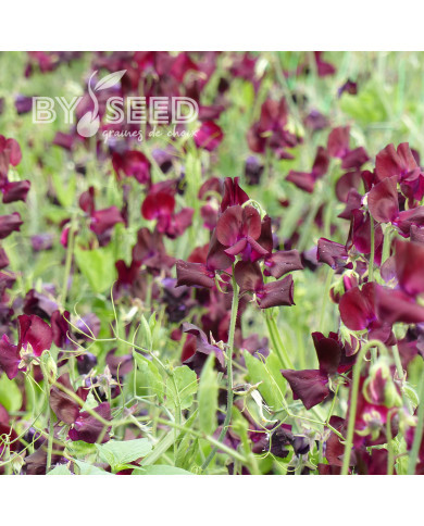 Pois de senteur Spring Sunshine Burgundy