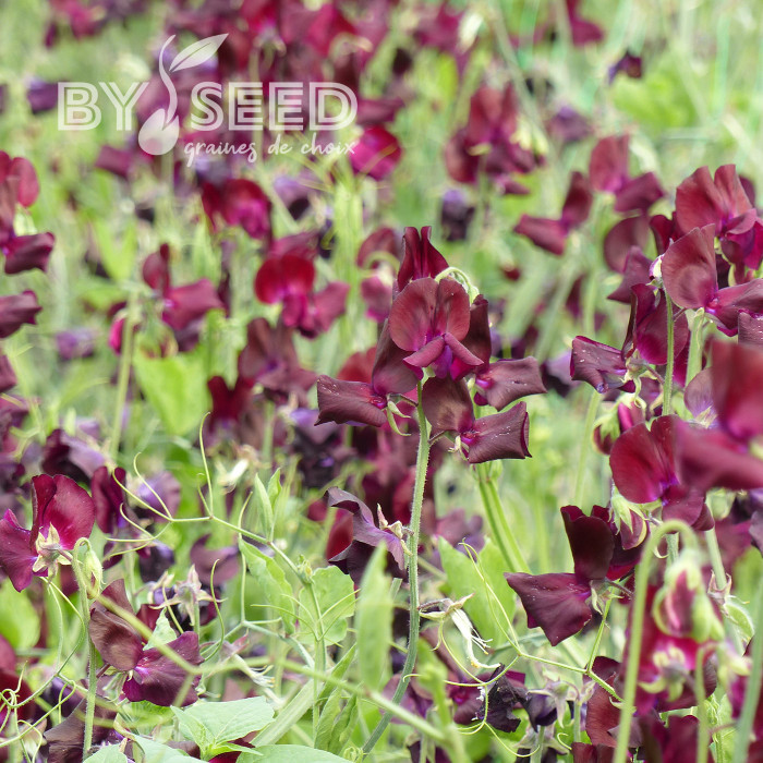 Pois de senteur Spring Sunshine Burgundy