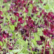 Pois de senteur Spring Sunshine Burgundy