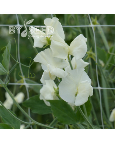 Pois de senteur Spring Sunshine Cream