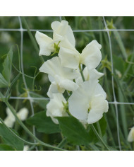 Pois de senteur Spring Sunshine Burgundy