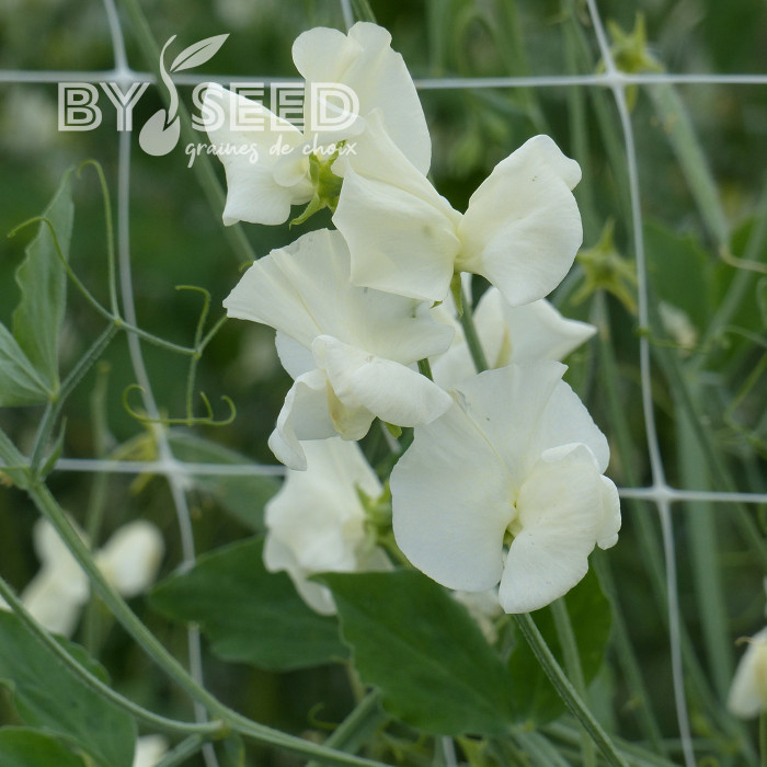 Pois de senteur Spring Sunshine Cream