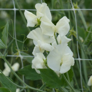 Pois de senteur Spring Sunshine Cream