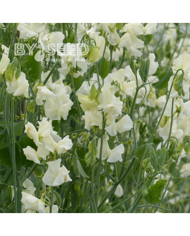 Pois de senteur Spring Sunshine Cream