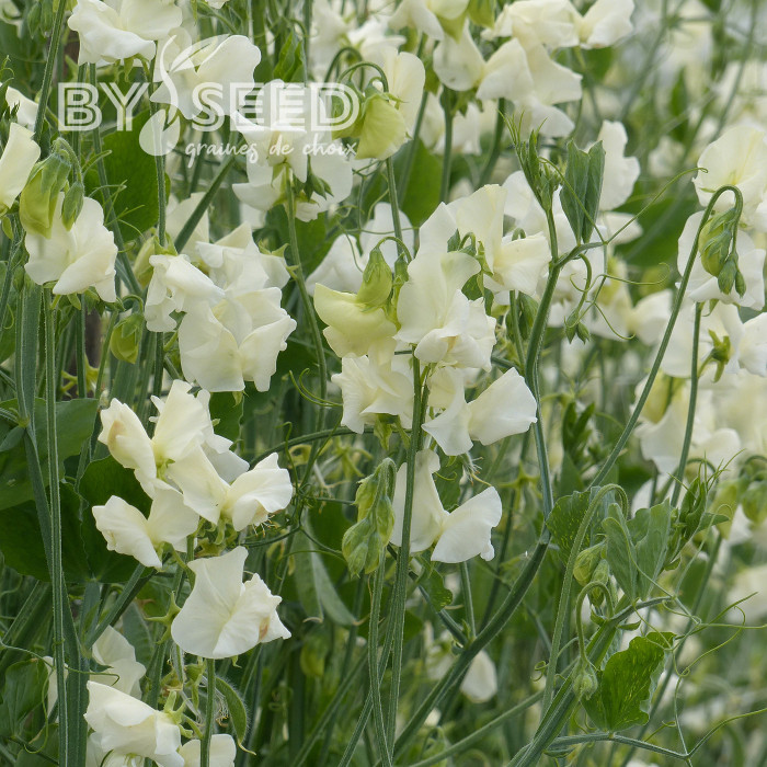 Pois de senteur Spring Sunshine Cream