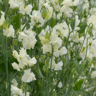 Pois de senteur Spring Sunshine Cream