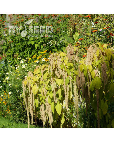 Amarante queue-de-renard Green Cascade (Viridis)