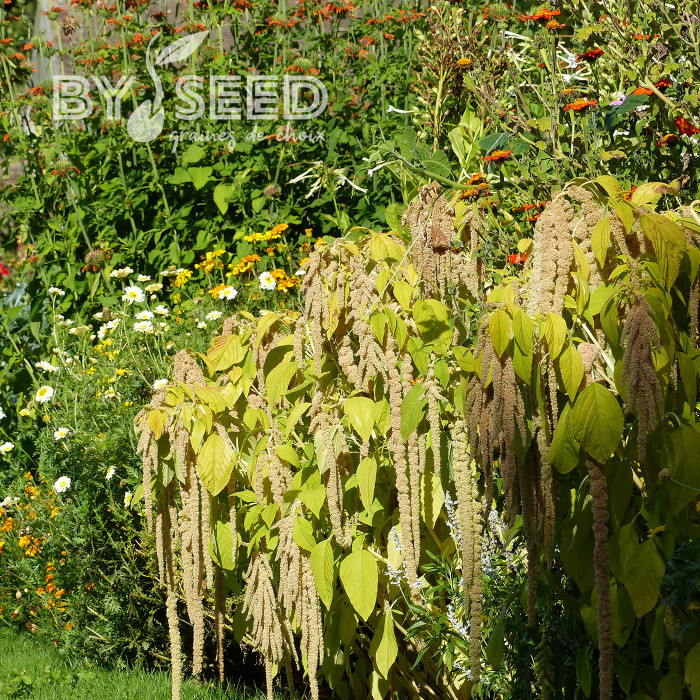 Amarante queue-de-renard Green Cascade (Viridis)