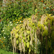 Amarante queue-de-renard Green Cascade (Viridis)