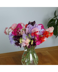 Pois de senteur Spring Sunshine Light Blue