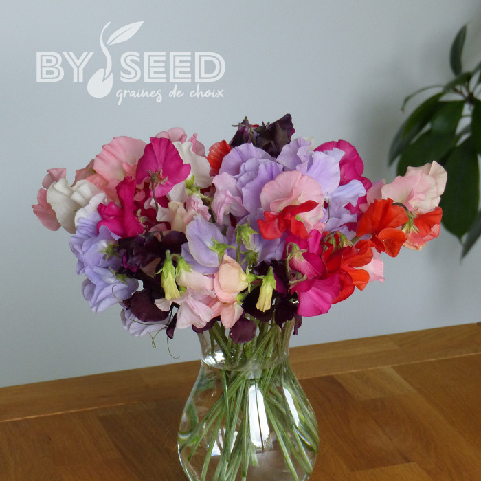 Pois de senteur Spring Sunshine Formula Mix