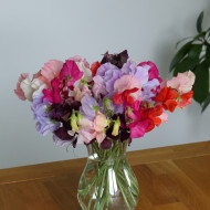 Pois de senteur Spring Sunshine Formula Mix