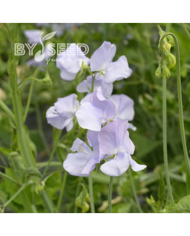 Pois de senteur Spring Sunshine Light Blue