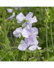 Pois de senteur Spring Sunshine Lilac