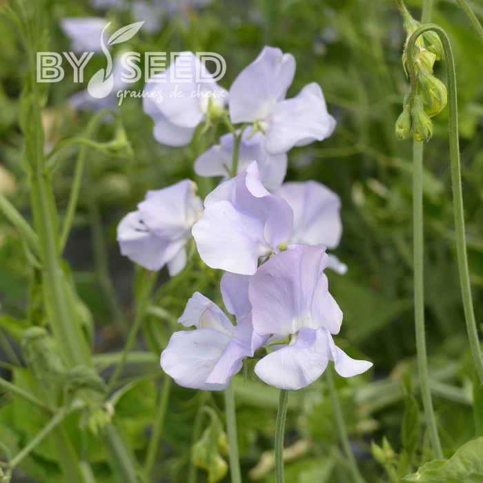 Pois de senteur Spring Sunshine Light Blue