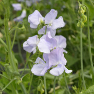 Pois de senteur Spring Sunshine Light Blue