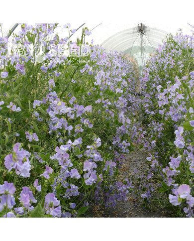 Pois de senteur Spring Sunshine Light Blue